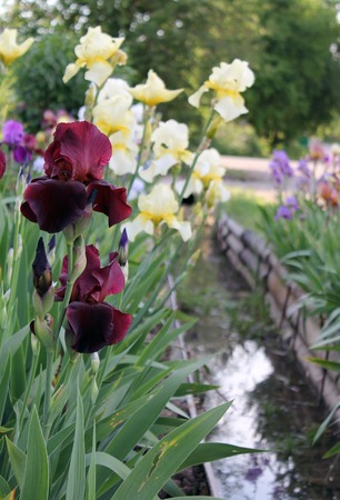 Beautiful purple flower in bloom on a crisp spring morning,The iris flower closeup,の写真素材