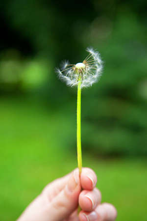Dandelion in the handの写真素材