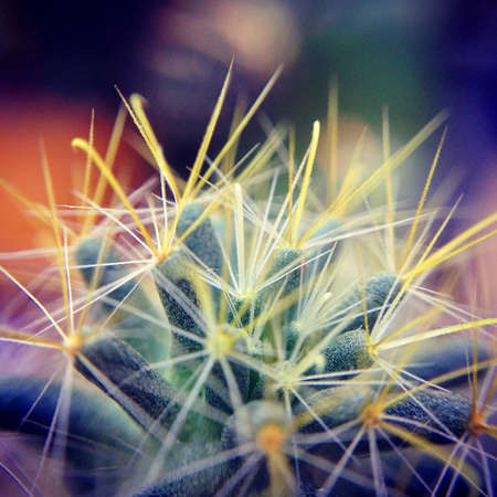 Colorful macro catusの写真素材