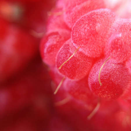 Sweet velvet raspberryの写真素材