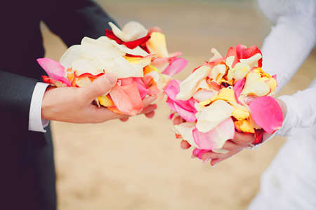 Wedding rose petals in handsの写真素材