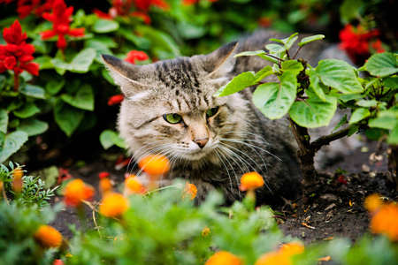 green-eyed cat sitting among flowersの写真素材