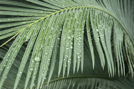 Leaf of a palm tree in rain drops in the rainforestの写真素材