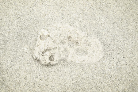 Fragments of a shell lie on the sandy beach