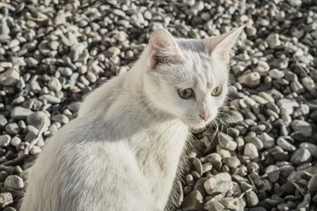 The white cat against the background of pebble stones on the sea coastの写真素材