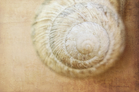The shell of a grape snail of beige color sleeps on a wintering on a wooden wall with the imposed...