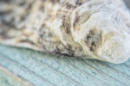 The empty beautiful sea shell of a mollusk lies on a turquoise colored boardの写真素材