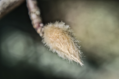 Willow tree bud on a branch on a dark background close-upの写真素材