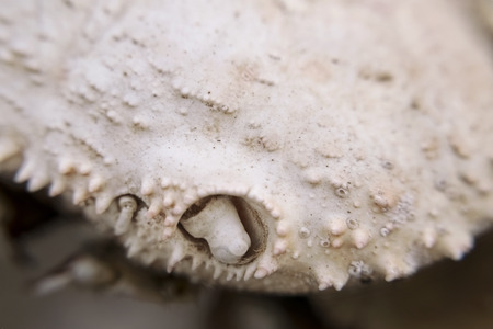 Empty shell crab pale beige on the beach macroの写真素材