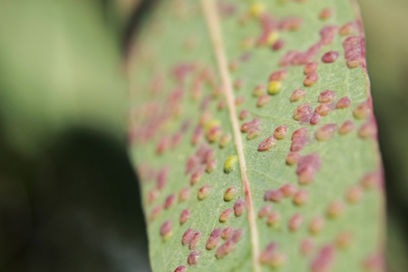 Eucalyptus leaves, affected by pink and yellow Gauls, Sunny day outside - macrophoto
