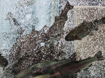 A flock of fish rainbow trout in the aquarium in the store in a large number of air bubblesの写真素材