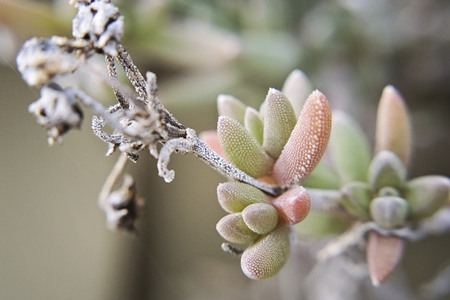 Street plant with pimples variety succulents macro photographyの写真素材