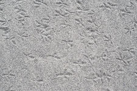 Bird tracks on dark grey sand on the beachの写真素材