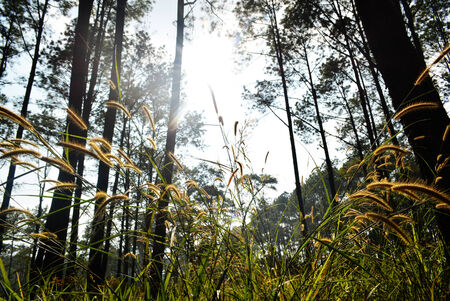 pine forest treeの写真素材