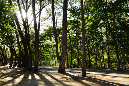 tree, plant, wood, woods, arbour, arborの写真素材