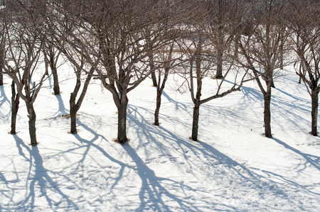 Winter cherry-treeの写真素材