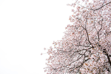 Cherry blossoms in full bloom