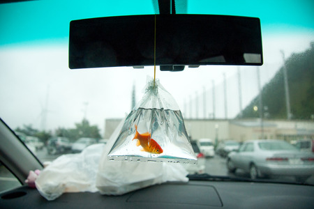 Goldfish hanging on a car mirrorの写真素材