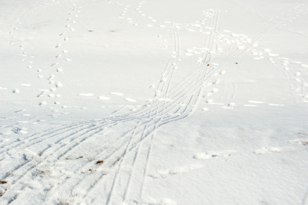 Spur of the sled