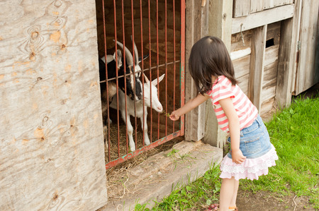 Approaching the goat kidsの写真素材