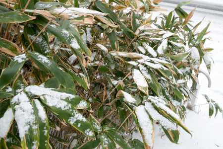 Bambooの写真素材