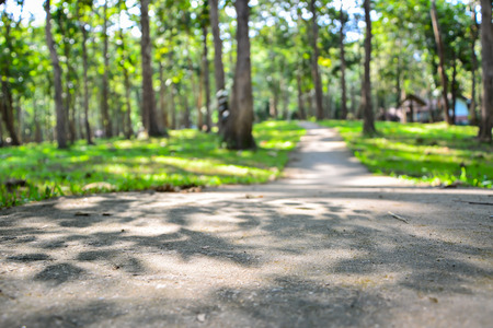 Walk in the park Filled with shade trees.の写真素材