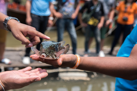 Tourists show puffer fish in the sea, Thailand.の写真素材