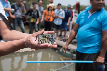 Tourists show puffer fish in the sea, Thailand.の写真素材