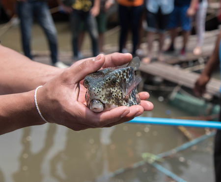 Tourists show puffer fish in the sea, Thailand.の写真素材