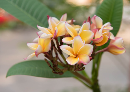 Frangipani flowers beautiful temple in Thailand.の写真素材