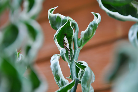 The wasps are insects with poison Then make a very painful sting. Small nests on treesの写真素材