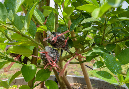 Grafting on lime tree branch,induced root,agricultural techniqueの写真素材