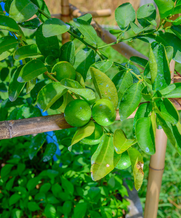 Lemon trees in pots that are fruiting.の写真素材