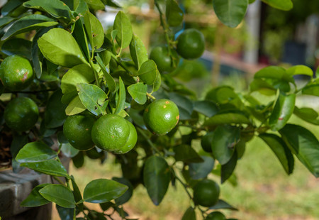 Lemon trees in pots that are fruiting.の写真素材