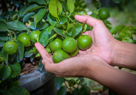 Used farmers are harvesting from the lemon trees in pots that are fruiting.の写真素材