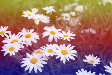 Flowers that grow naturally along nicely in Thailand.の写真素材