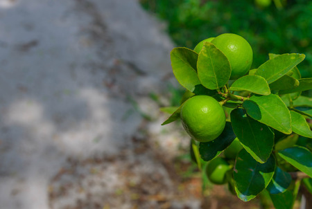 Lemon trees in pots that are out of plaster.の写真素材