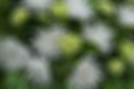 Flower colors to blur the background.