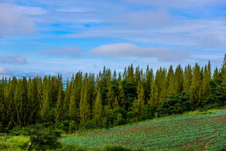 The path of travel The natural beauty of rural Thailand.の写真素材