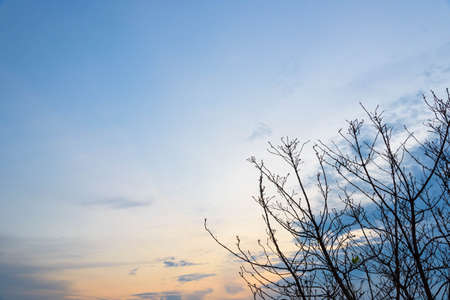 Dry tree with a sky backdrop.の写真素材