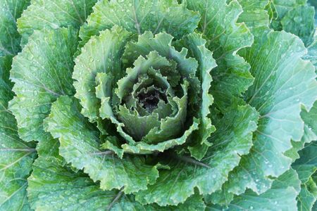 cauliflower leaves are beautiful. Be both ornamental and food.