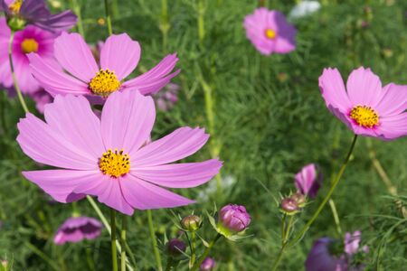 Flower beautiful natural surroundingsの写真素材
