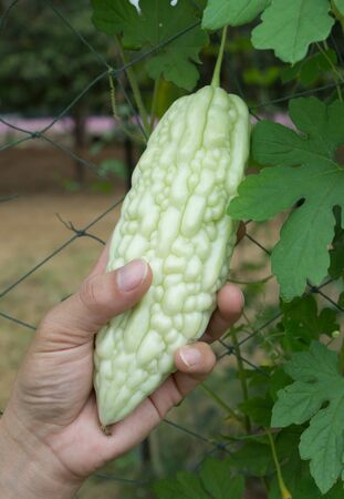 Gardeners are kept at the hands of Japanese Gourd planted in the garden.の写真素材