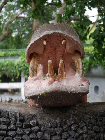 Isolated hippopotamus with open mouthの写真素材