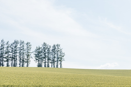 Hill of the wheat fieldの写真素材