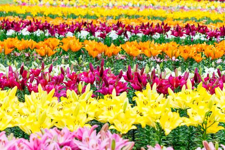 Lily Flowersの写真素材