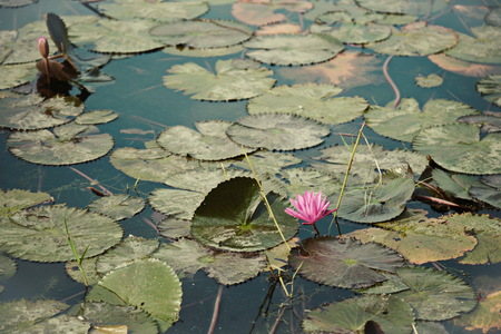 lotus In the middle of the swampの写真素材