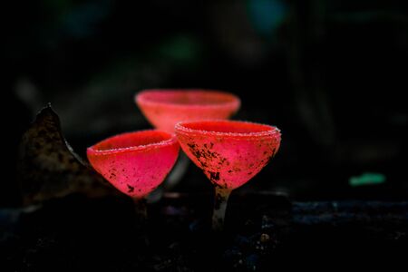RED CUP MUSHROOMの写真素材