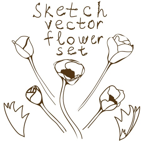 Flower set: detailed hand drawn anemones. Vector sketch collection.のイラスト素材
