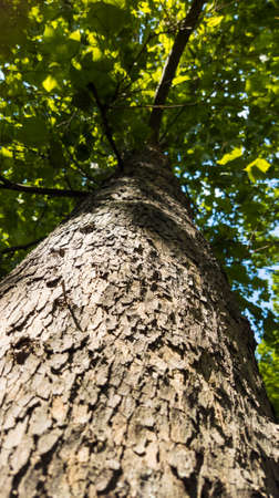 bark of a green tree in the forest with dense crown